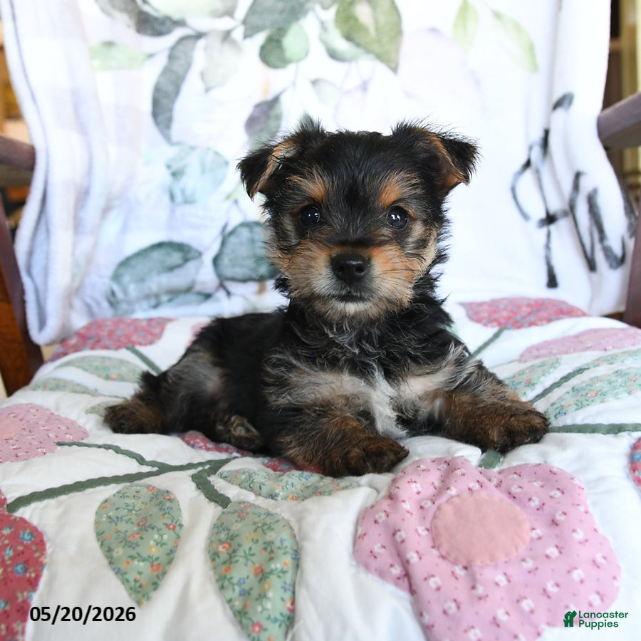 Yorkshire Terrier dogs Milo - Ad 1