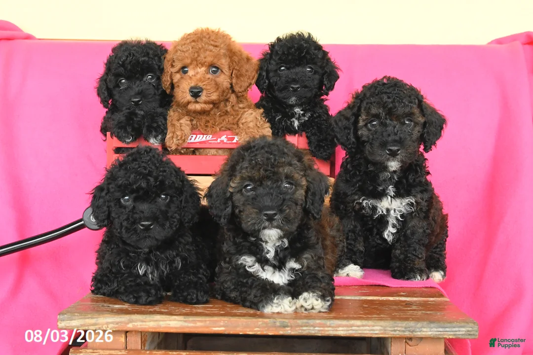 Miniature Poodle dogs for sale: Kenzie - Ad 5