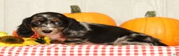 Miniature Dachshund dogs for sale: Blu - Ad 6
