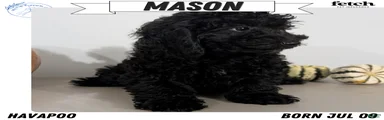 Mason
