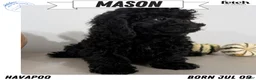 Havapoo dogs for sale: Mason - Ad 1