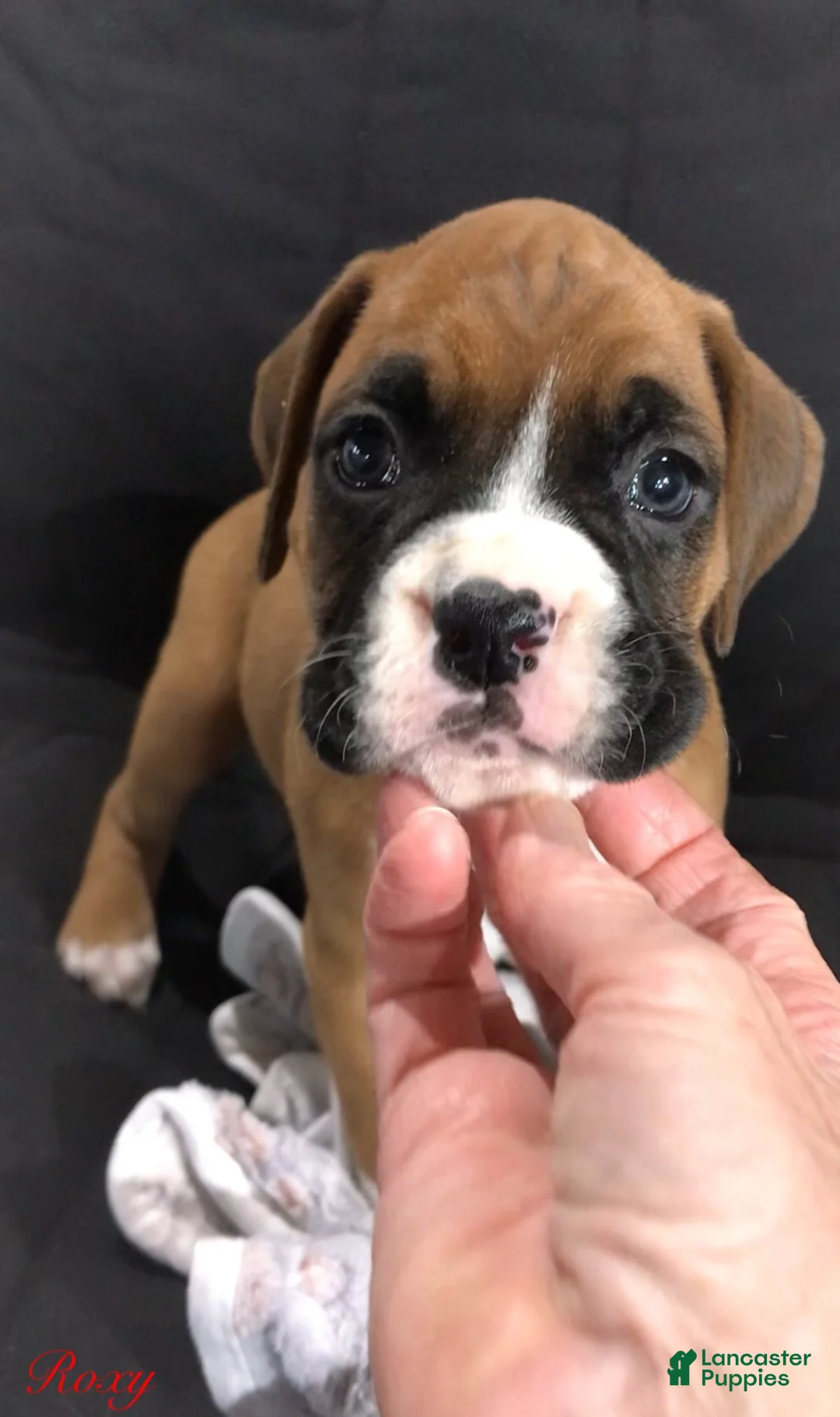 Boxer dogs for sale: Boxer Puppy 1 - Ad 2