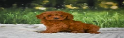 Mini Goldendoodle dogs for sale: Remi - Ad 2