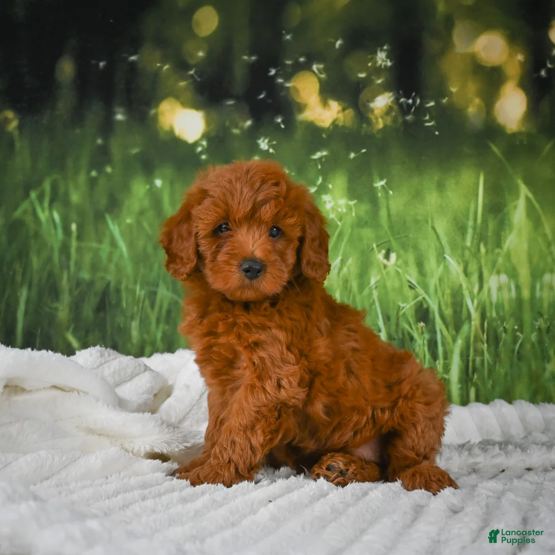 Mini Goldendoodle dogs for sale: Remi - Ad 2
