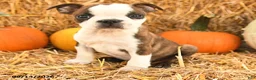 Boston Terrier dogs for sale: Charlie - Ad 4