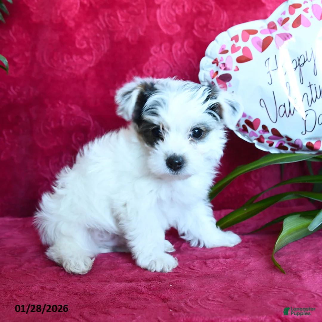 Yorkshire Terrier dogs for sale: Snuggles   - Ad 4