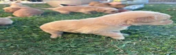 Golden Retriever dogs for sale: Roxie (pink) - Ad 5