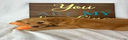 Golden Retriever dogs for sale: Gizmo - Ad 3