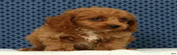 Cockapoo dogs for sale: Milo - Ad 5