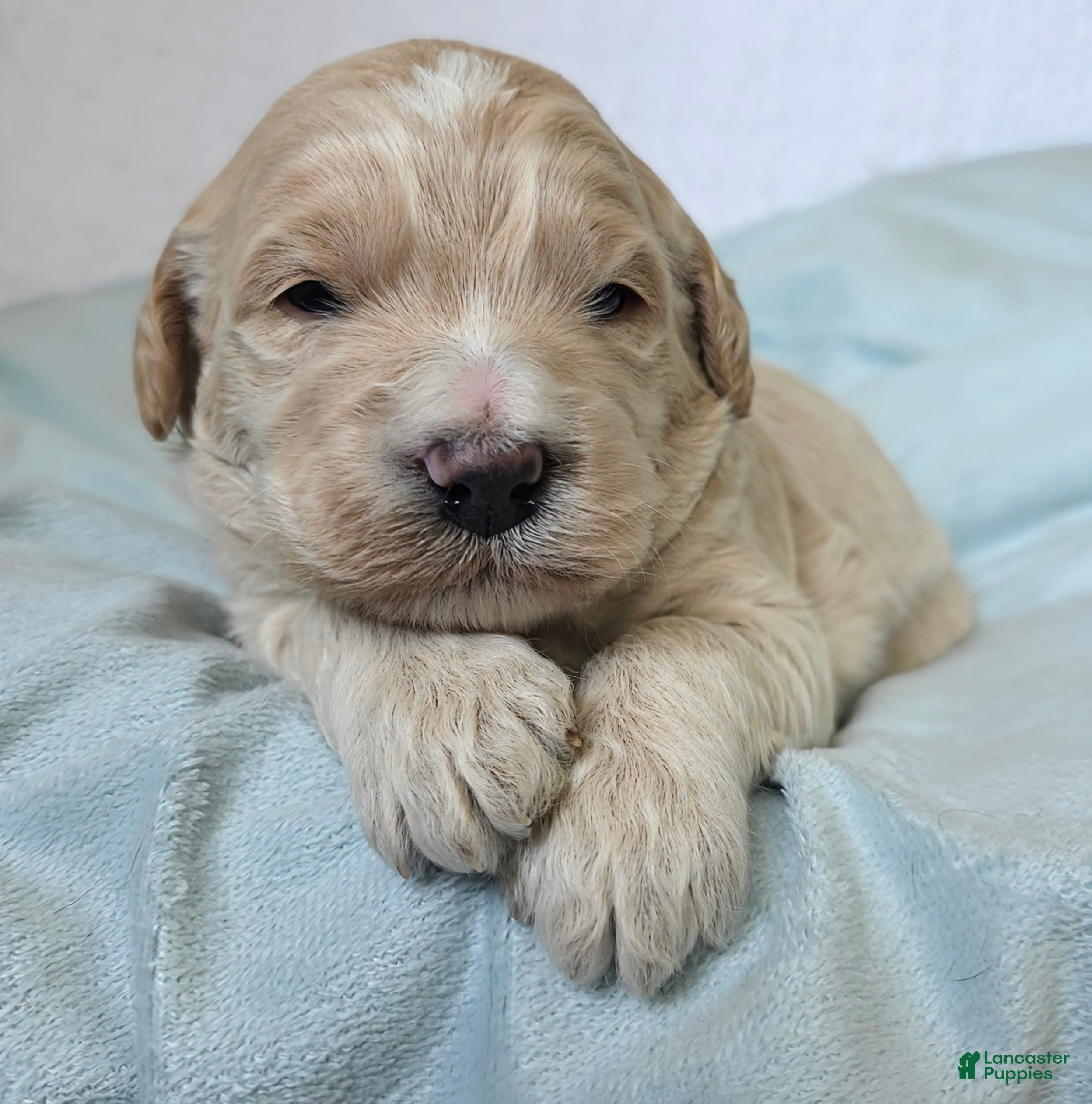 Mini Goldendoodle dogs Birch - Ad 2