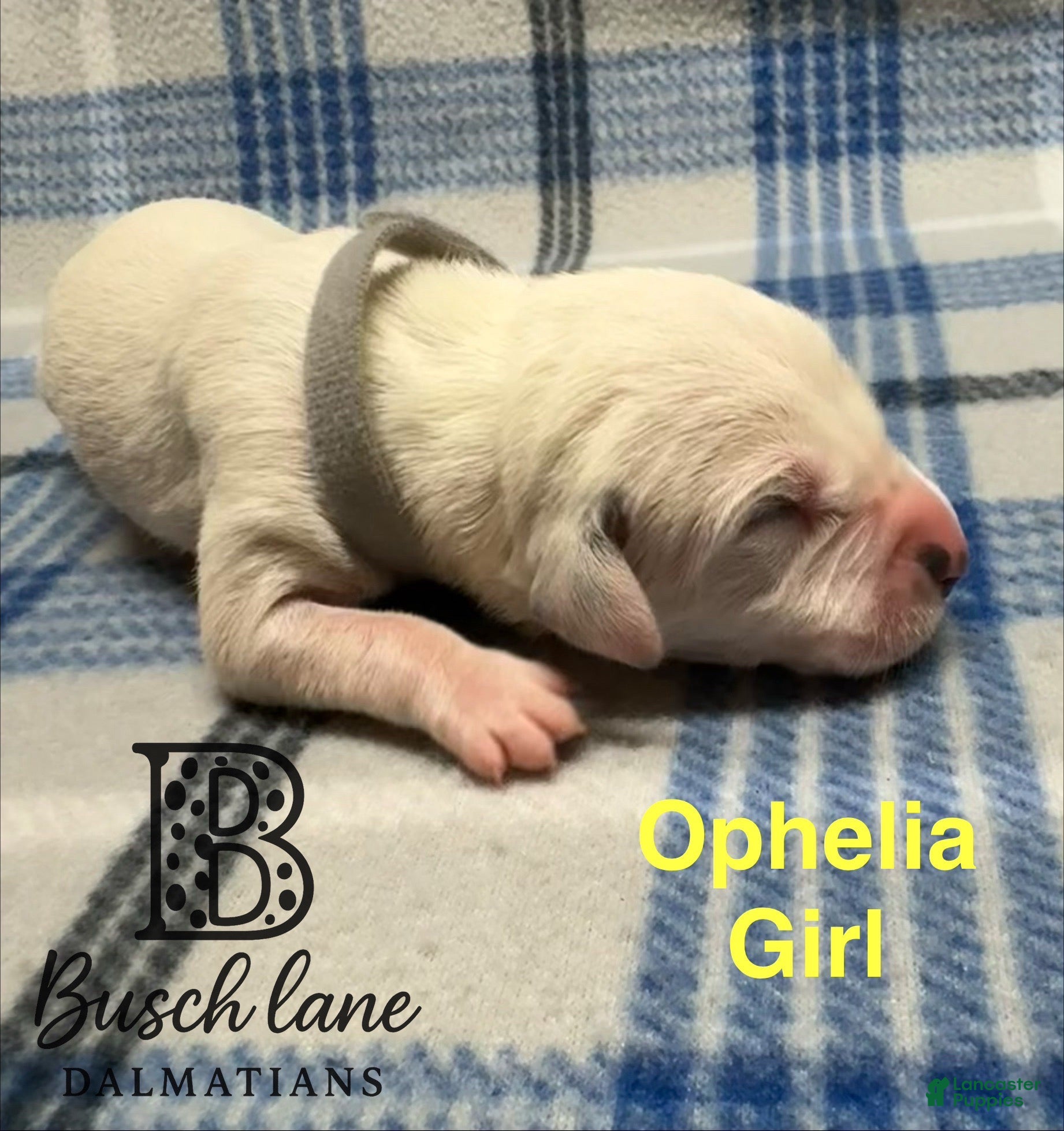 Dalmatian dogs Ophelia  - Ad 19