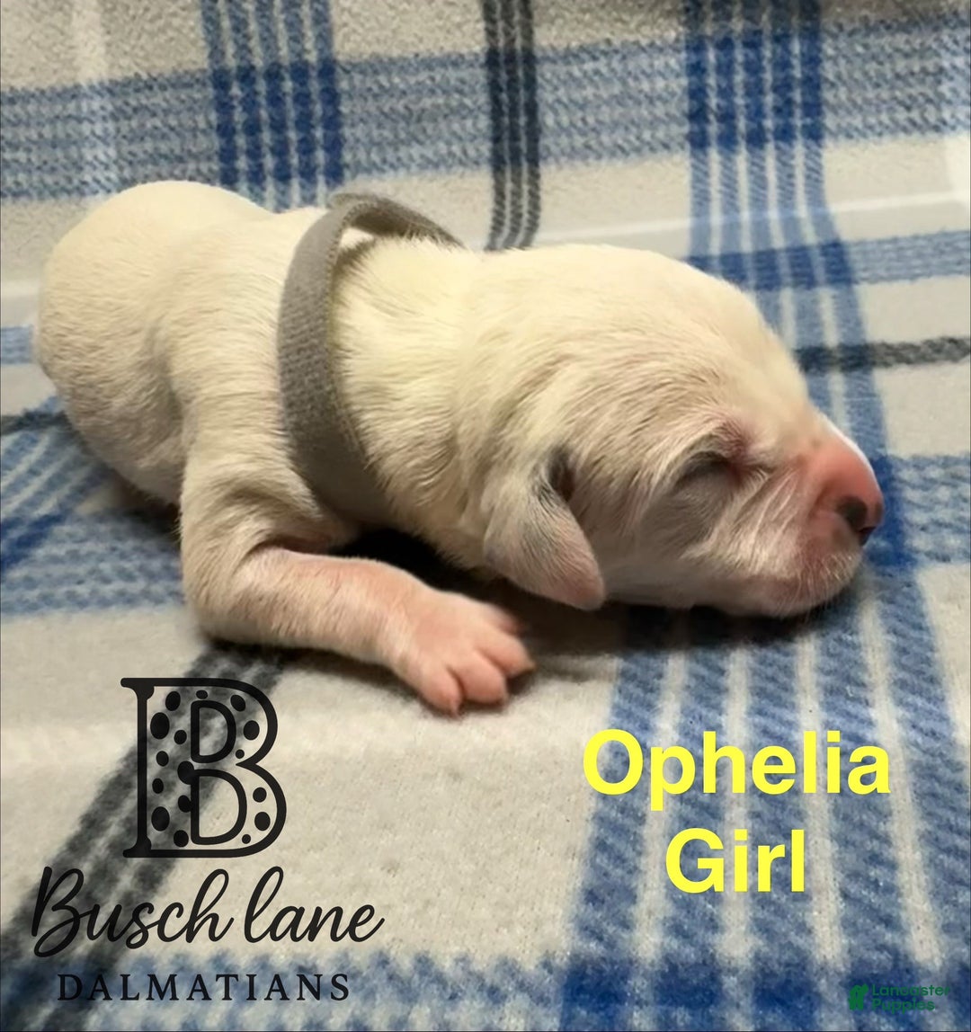 Dalmatian dogs for sale: Ophelia  - Ad 1