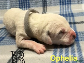 Dalmatian dogs Ophelia - Ad 1