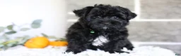 Yorkiepoo dogs for sale: Pixie - Ad 8