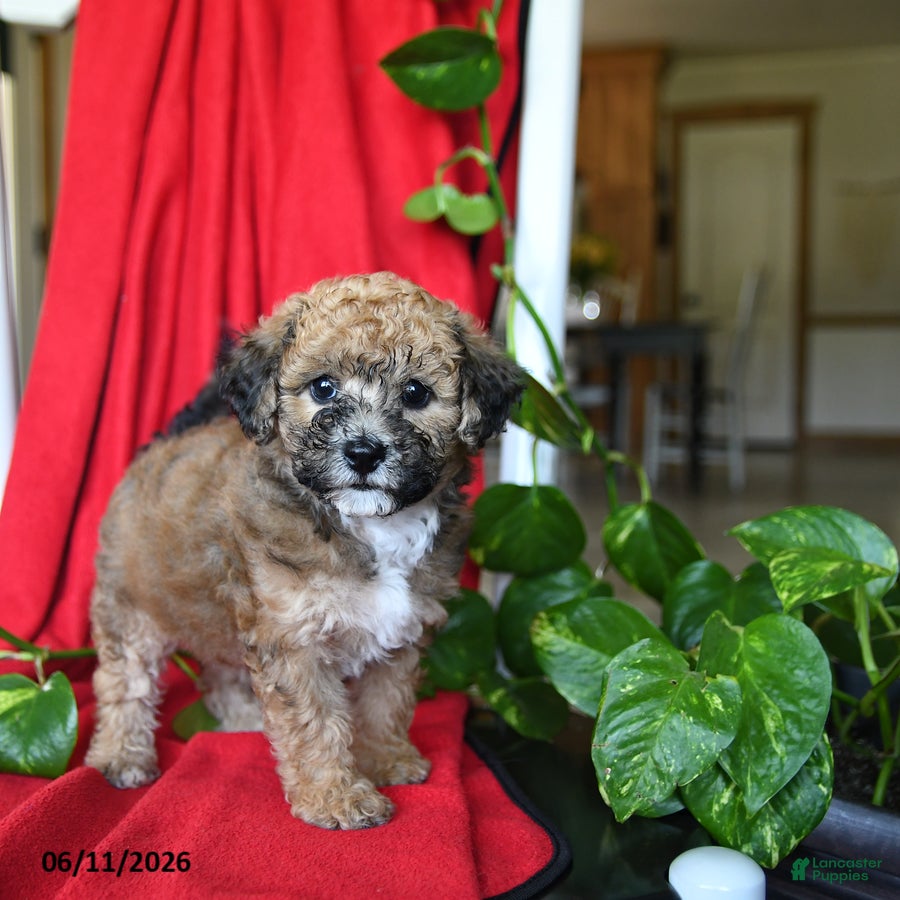 Bichpoo dogs Smores - Ad 1
