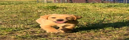 Labrador Retriever dogs for sale: Labrador Retriever Puppy 8 - Ad 3