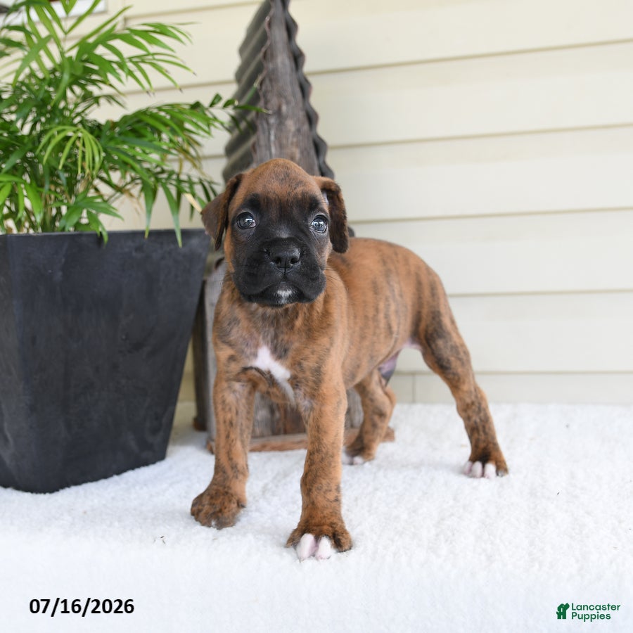 Boxer dogs Scooby - Ad 2
