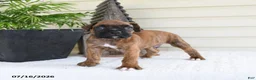 Boxer dogs for sale: Scooby - Ad 2
