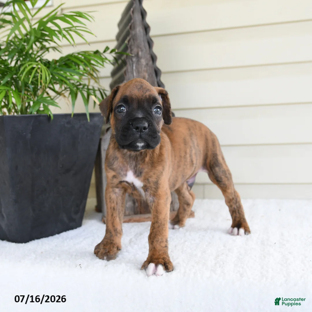 Boxer dogs for sale: Scooby - Ad 2