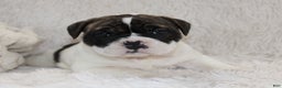 English Bulldog dogs for sale: Riley - Ad 2