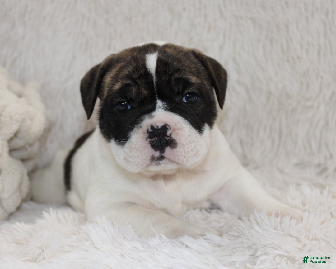 English Bulldog dogs for sale: Riley - Ad 2