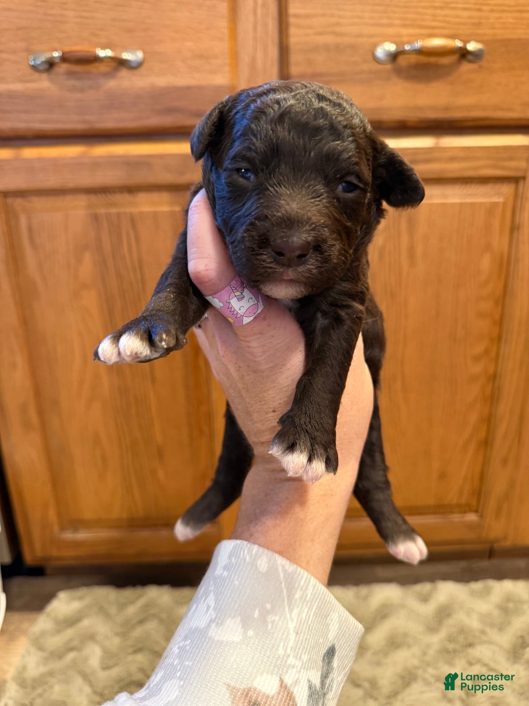 Goldendoodle dogs for sale: Mikey - Ad 3