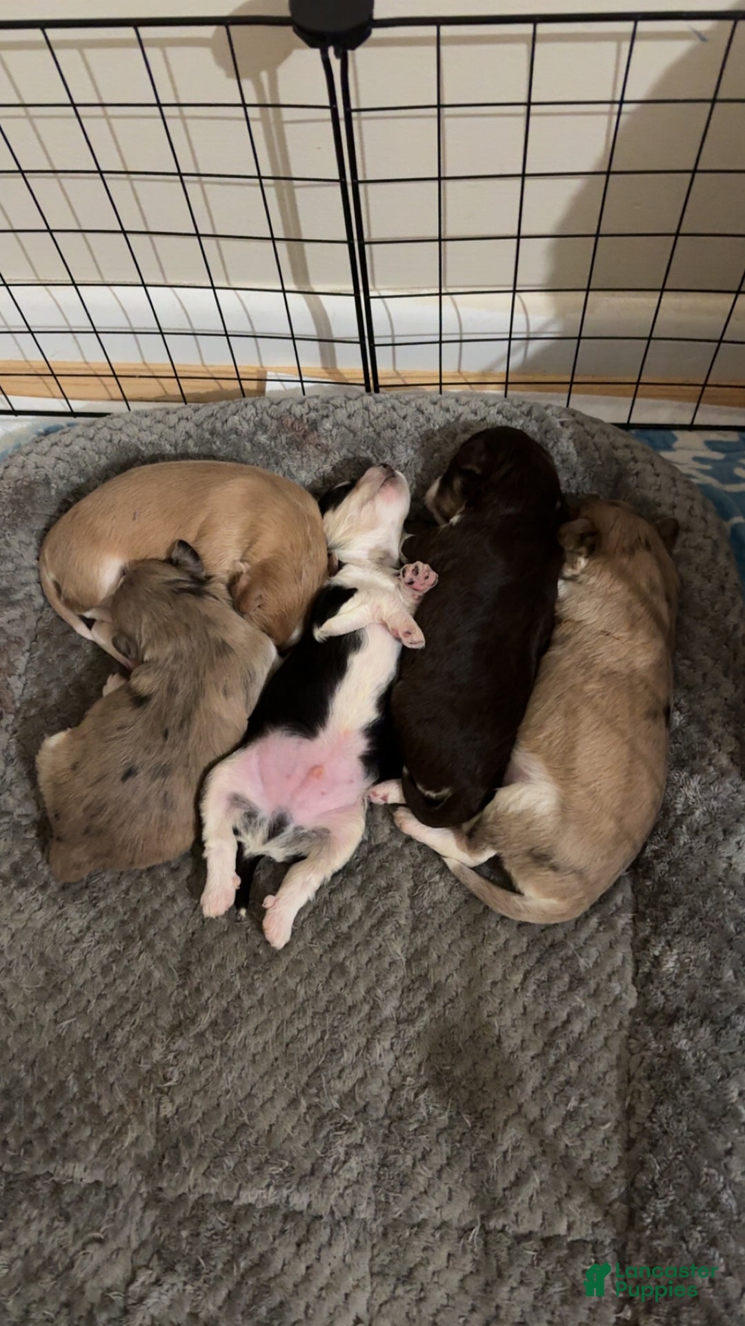 Mixed Breed dogs for sale: Amour - Ad 2