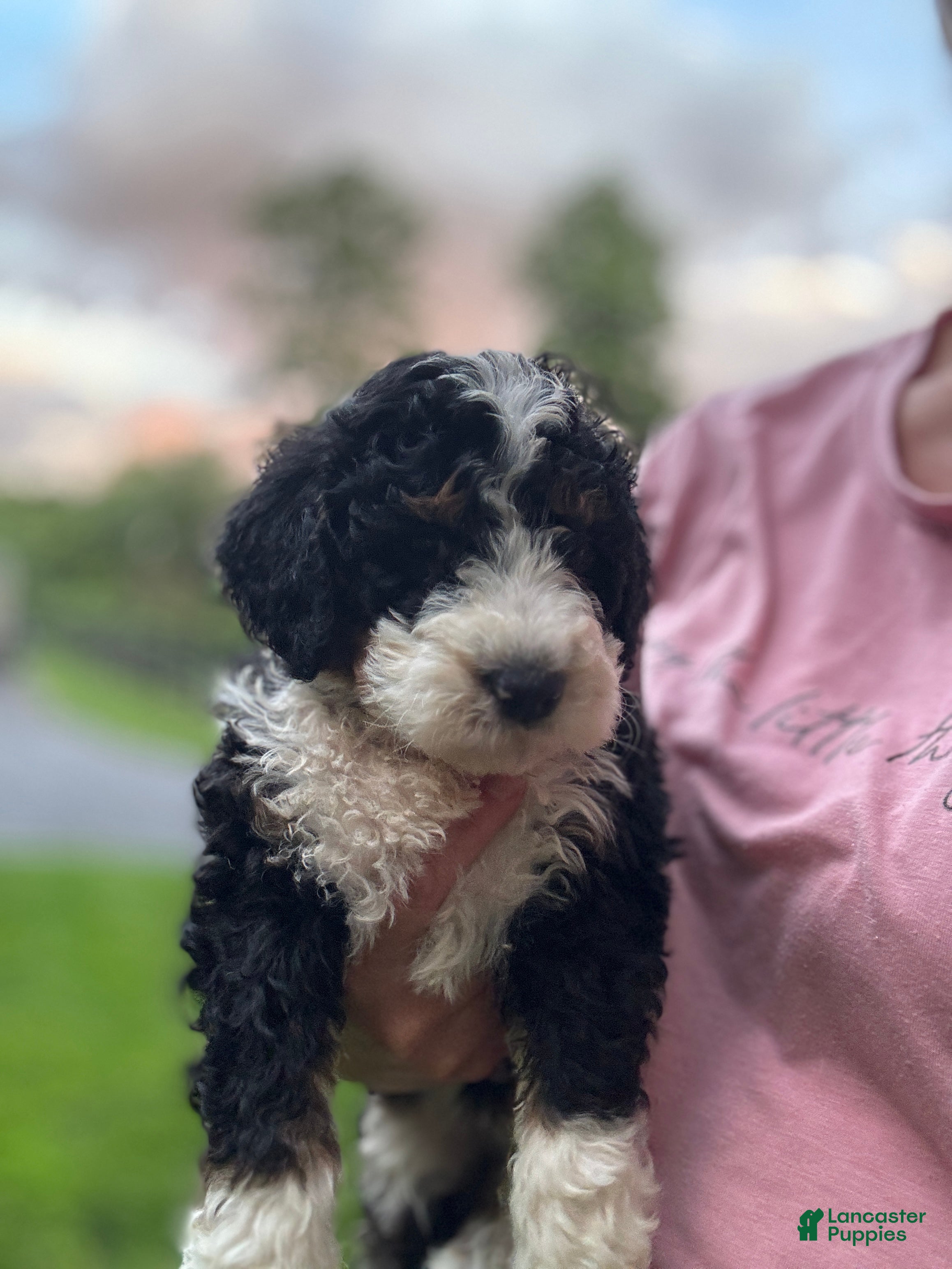 Mini Bernedoodle dogs for sale: Cooper - Ad 1
