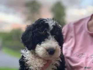 Mini Bernedoodle dogs for sale: Cooper - Ad 3