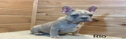 French Bulldog dogs for sale: French BulldogRio 1 - Ad 3