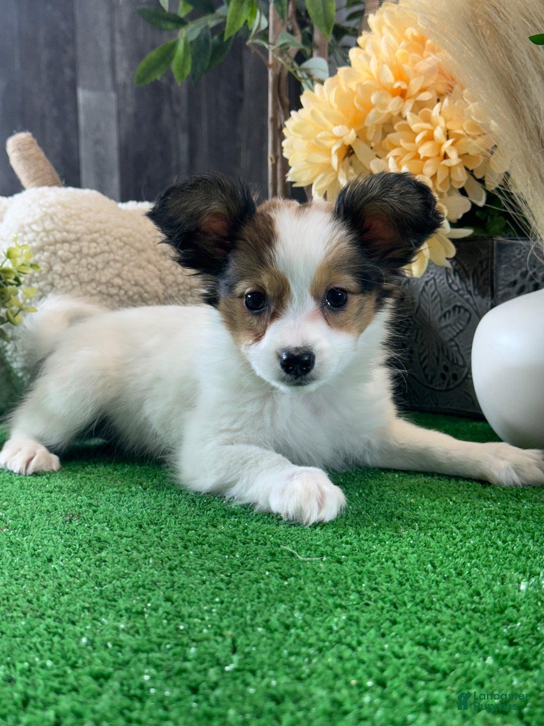 Papillon dogs for sale: Roxy - Ad 2