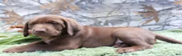 Labrador Retriever dogs for sale: Duke - Ad 6