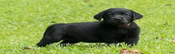 Labrador Retriever dogs for sale: Edward - Ad 1