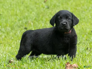 Labrador Retriever dogs Edward - Ad 14
