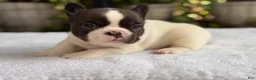 French Bulldog dogs for sale: Cedar - Ad 2
