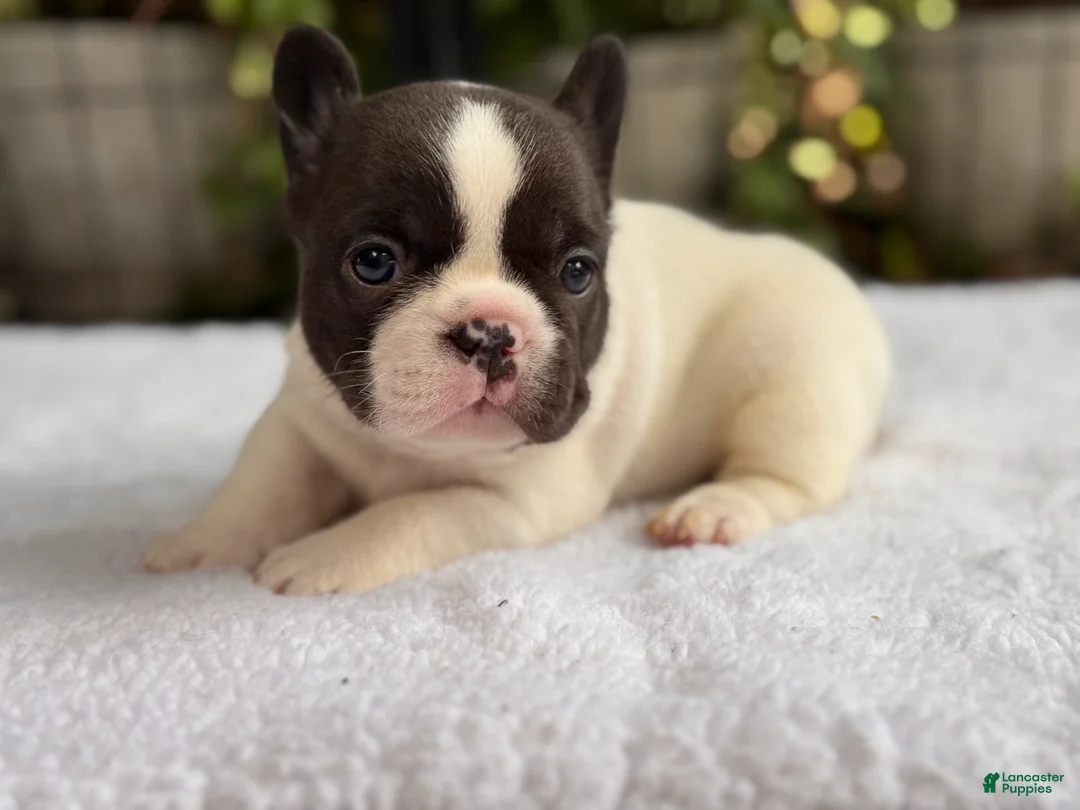 French Bulldog dogs for sale: Cedar - Ad 2