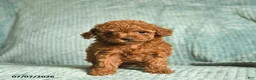 Toy Poodle dogs for sale: Frisky  - Ad 3