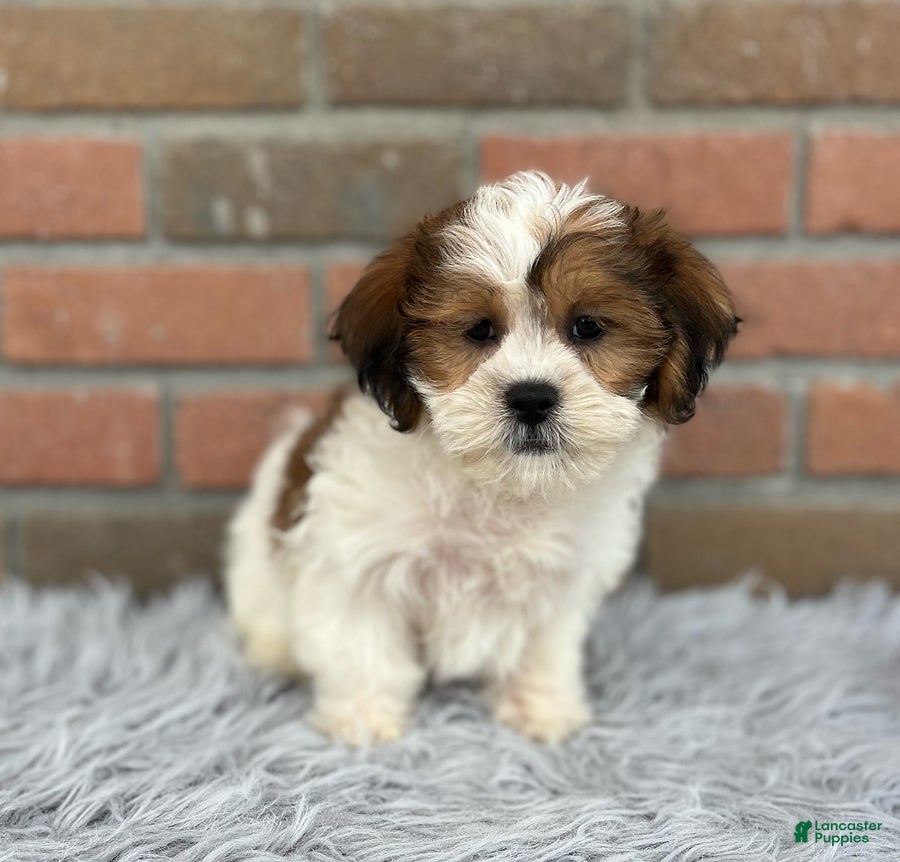 Teddy Bear dogs Lucy - Ad 2