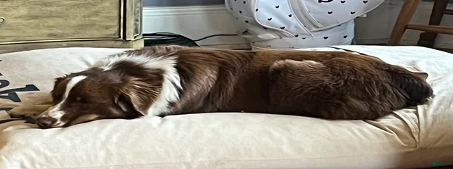 Rosie