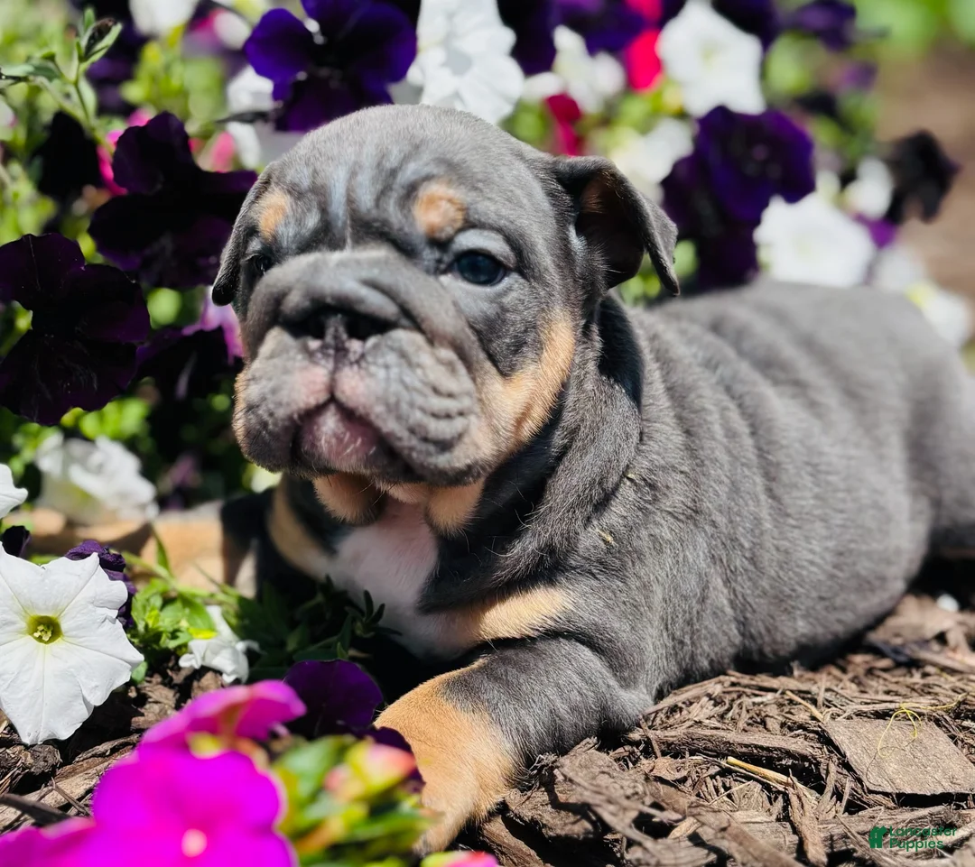 English Bulldog dogs for sale: Cecilia - Ad 2