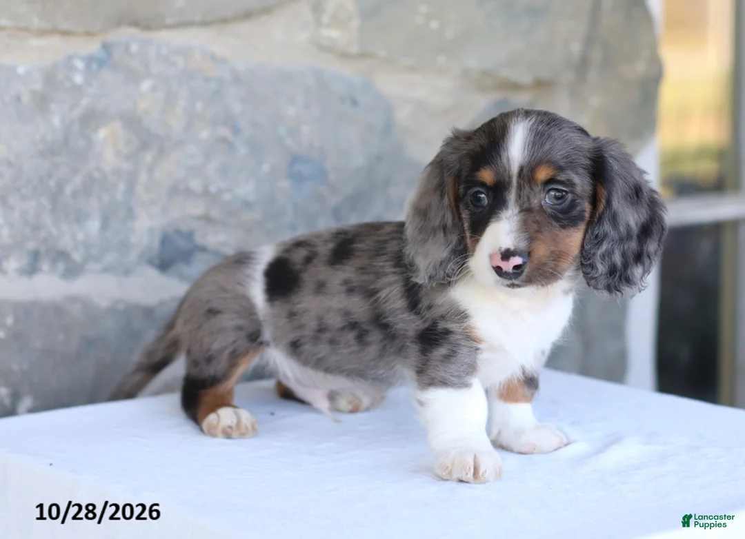 Dachshund dogs for sale: Elijah - Ad 2