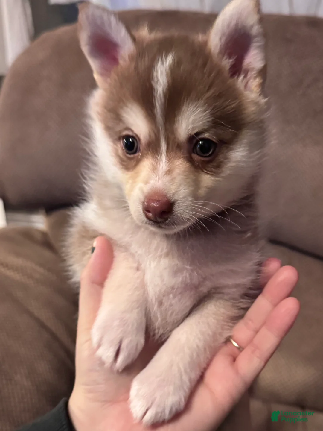 Pomsky dogs for sale: Pomsky Puppy 2 - Ad 5