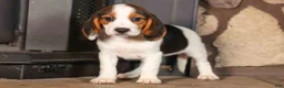 Beagle dogs for sale: Dottie🎀 - Ad 7