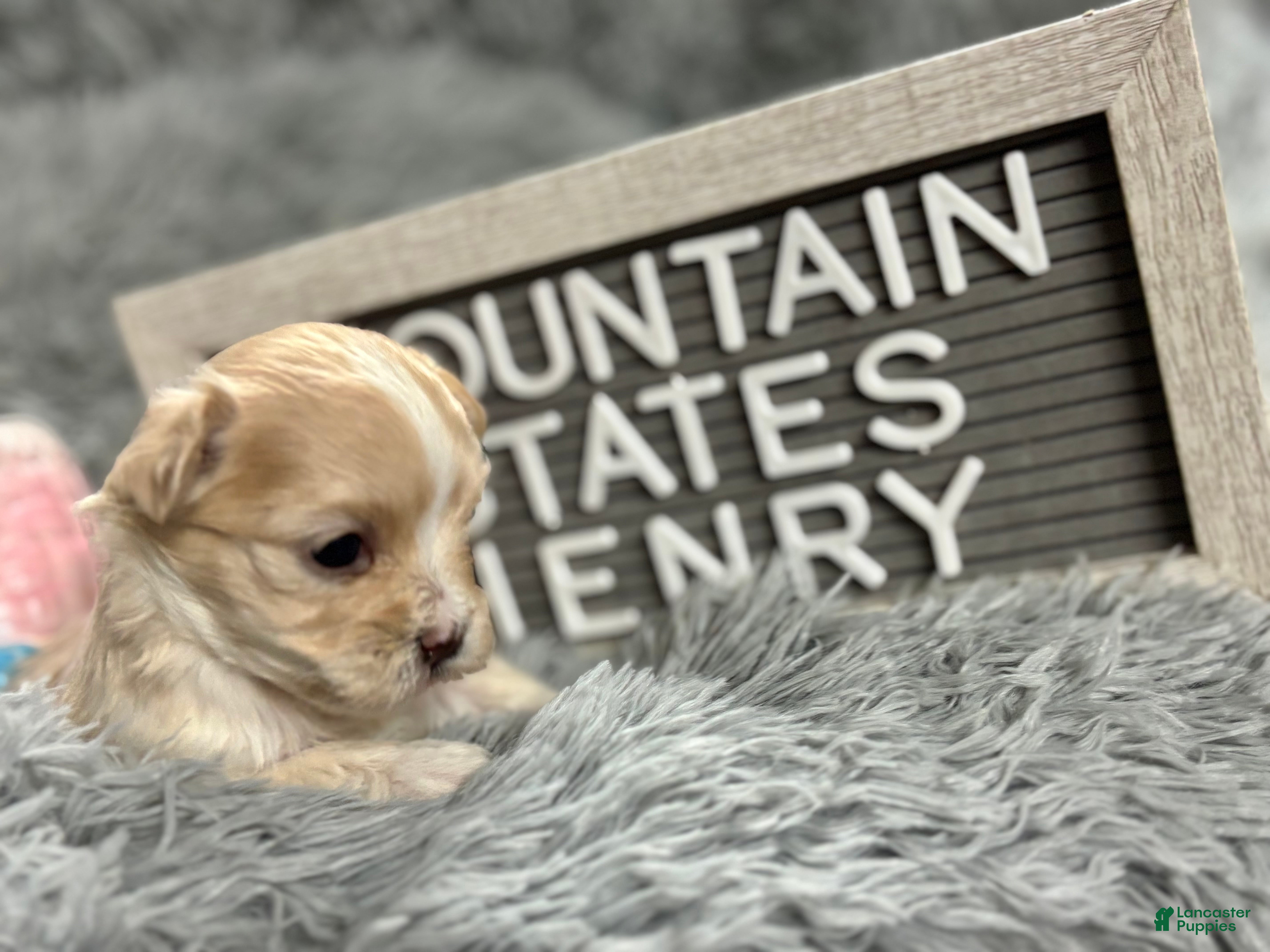 Maltipoo dogs Tiny Henry - Ad 2