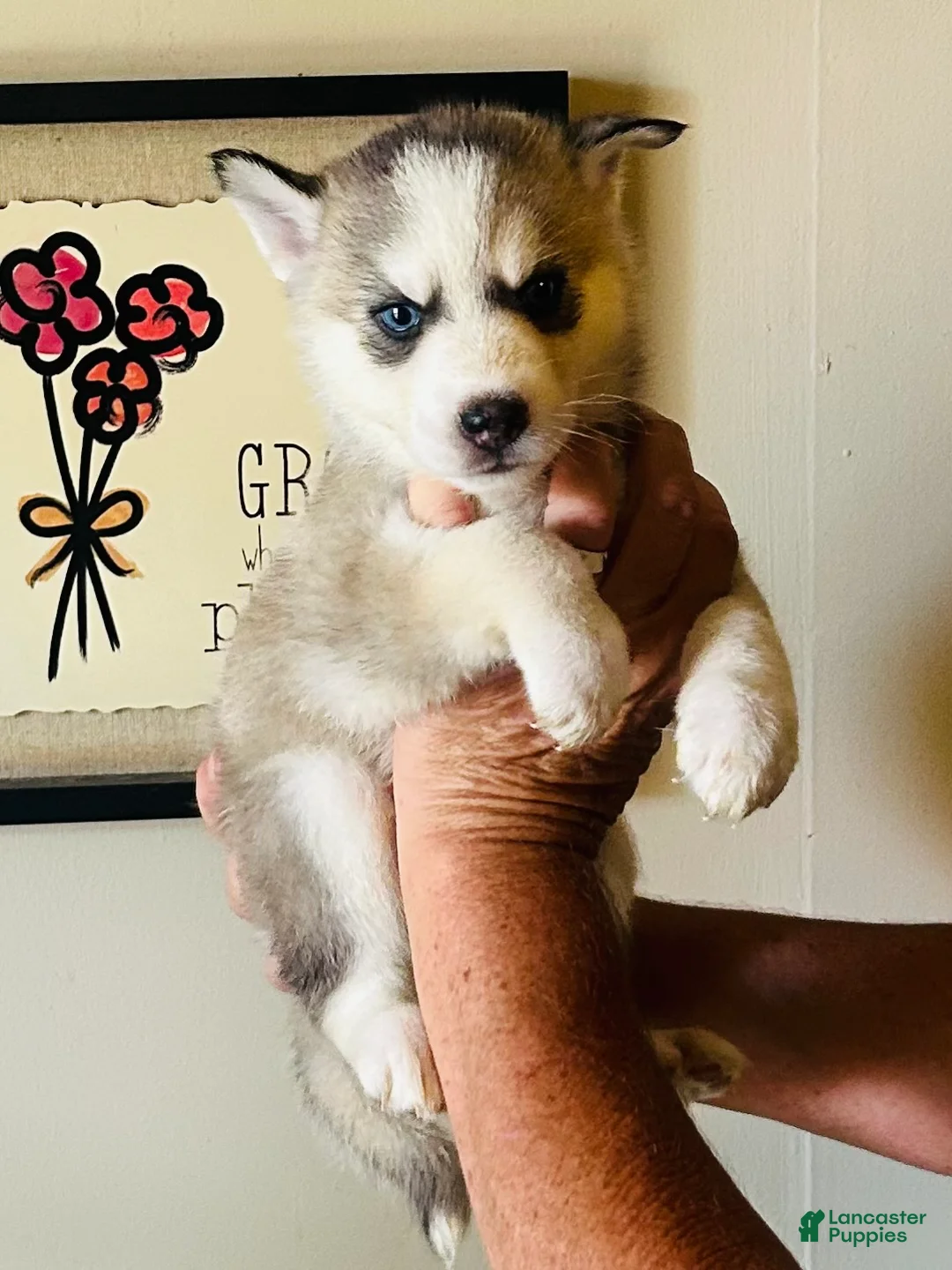Siberian Husky dogs for sale: Siberian Husky 2 Max - Ad 2