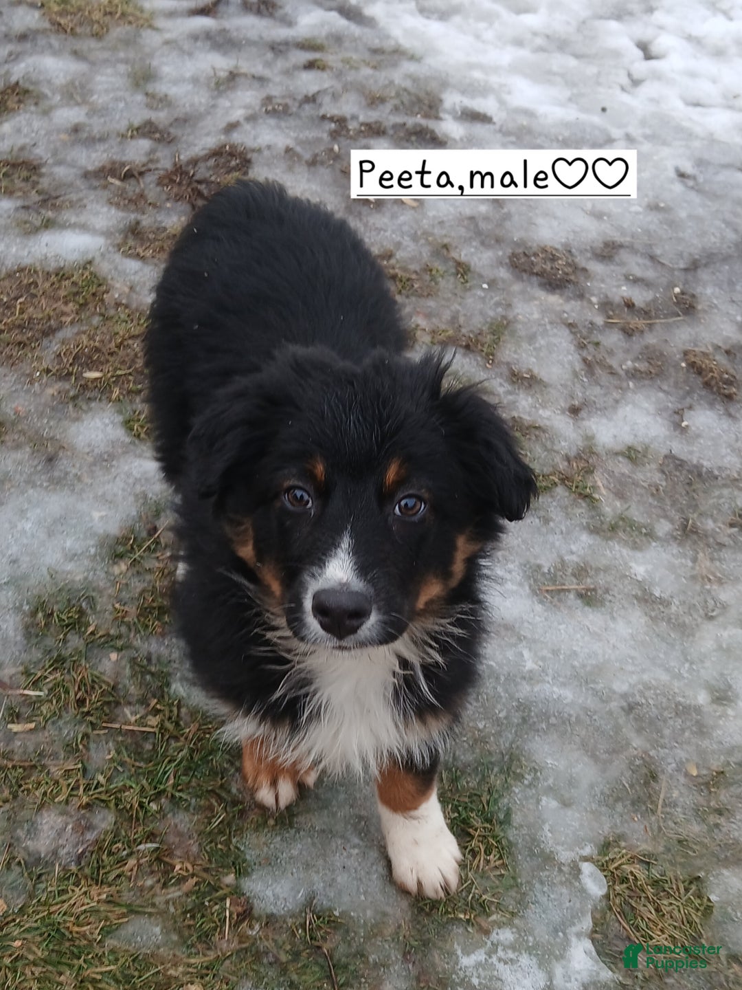 Australian Shepherd dogs for sale: Peeta - Ad 8