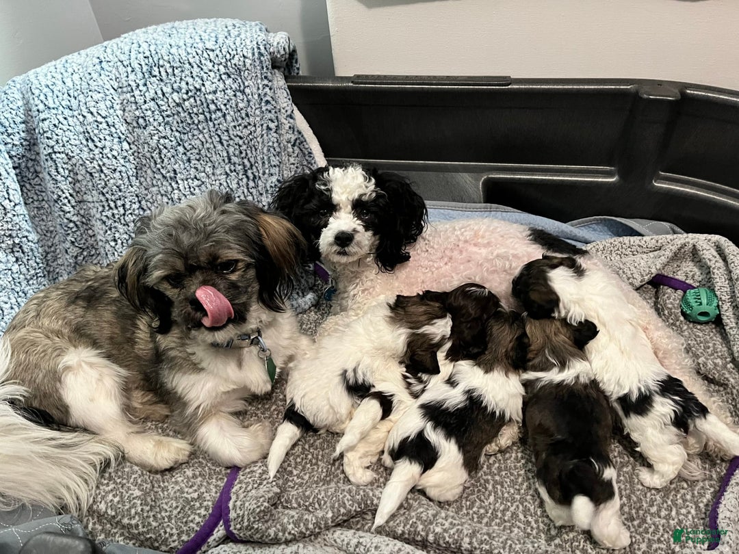 Gallery Image {{count}}