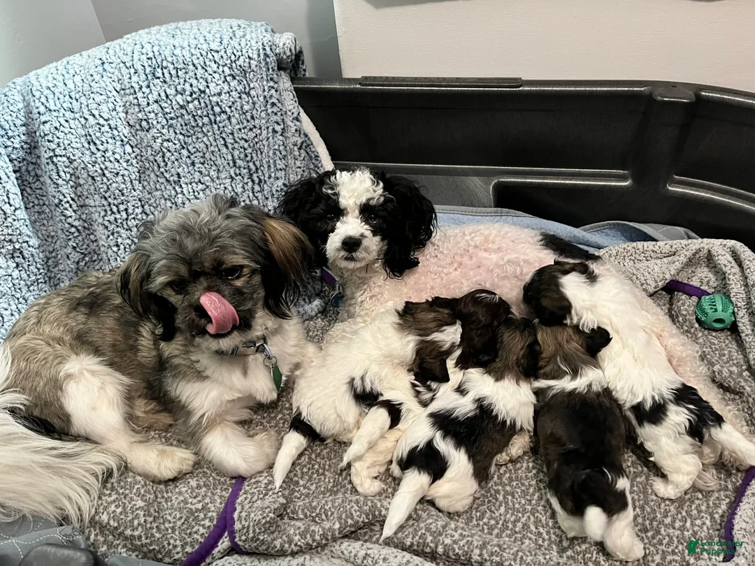 Gallery Image {{count}}