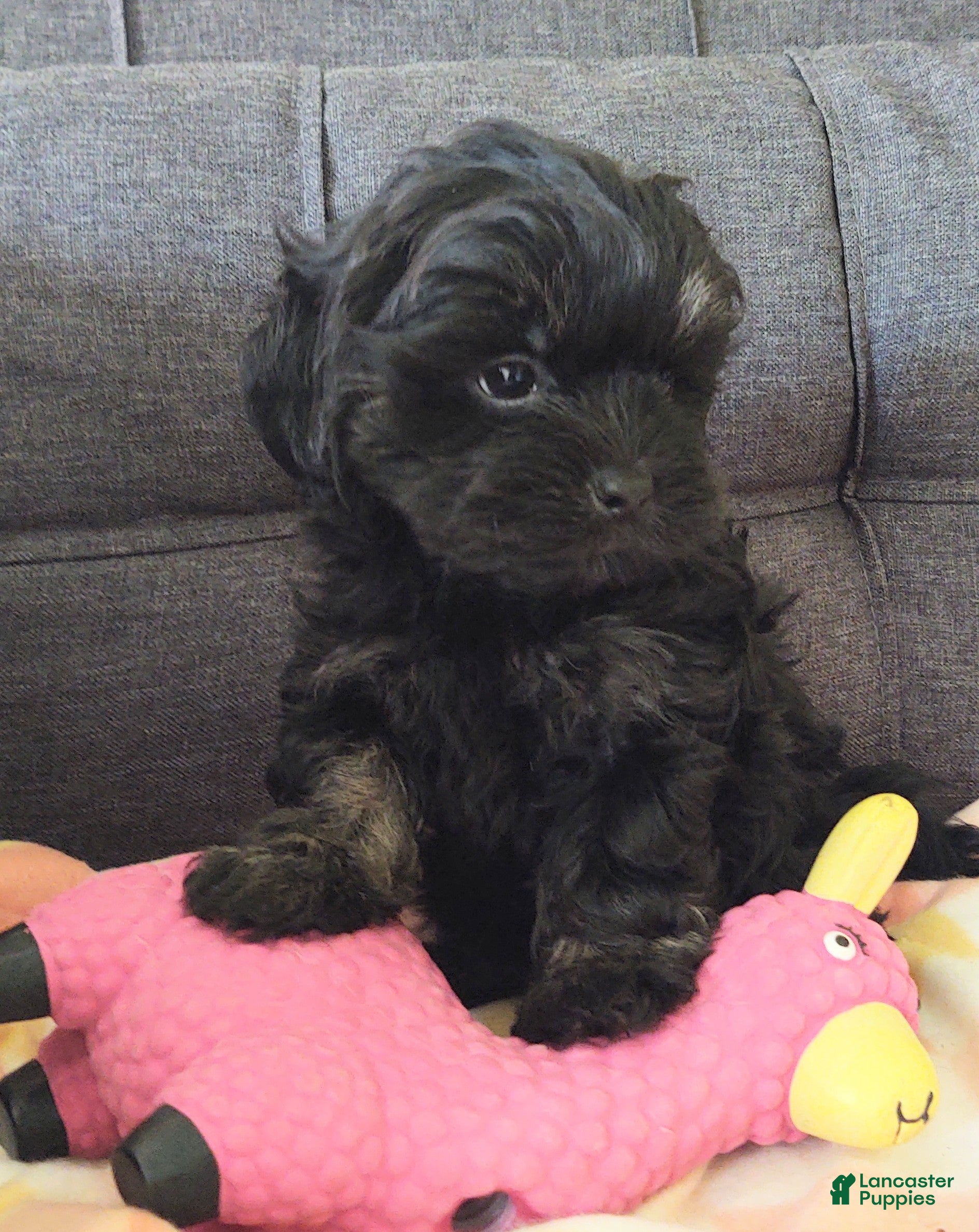 Yorkiepoo dogs Pearl - Ad 1