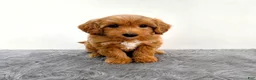 Mini Goldendoodle dogs for sale: Ginger - Ad 6